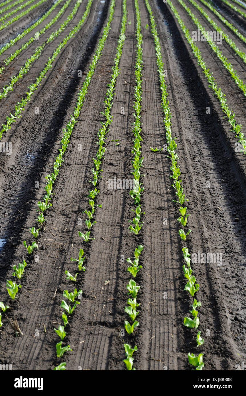 Feld mit Nutzpflanzen in reihen als landwirtschaftlicher Hintergrund ...