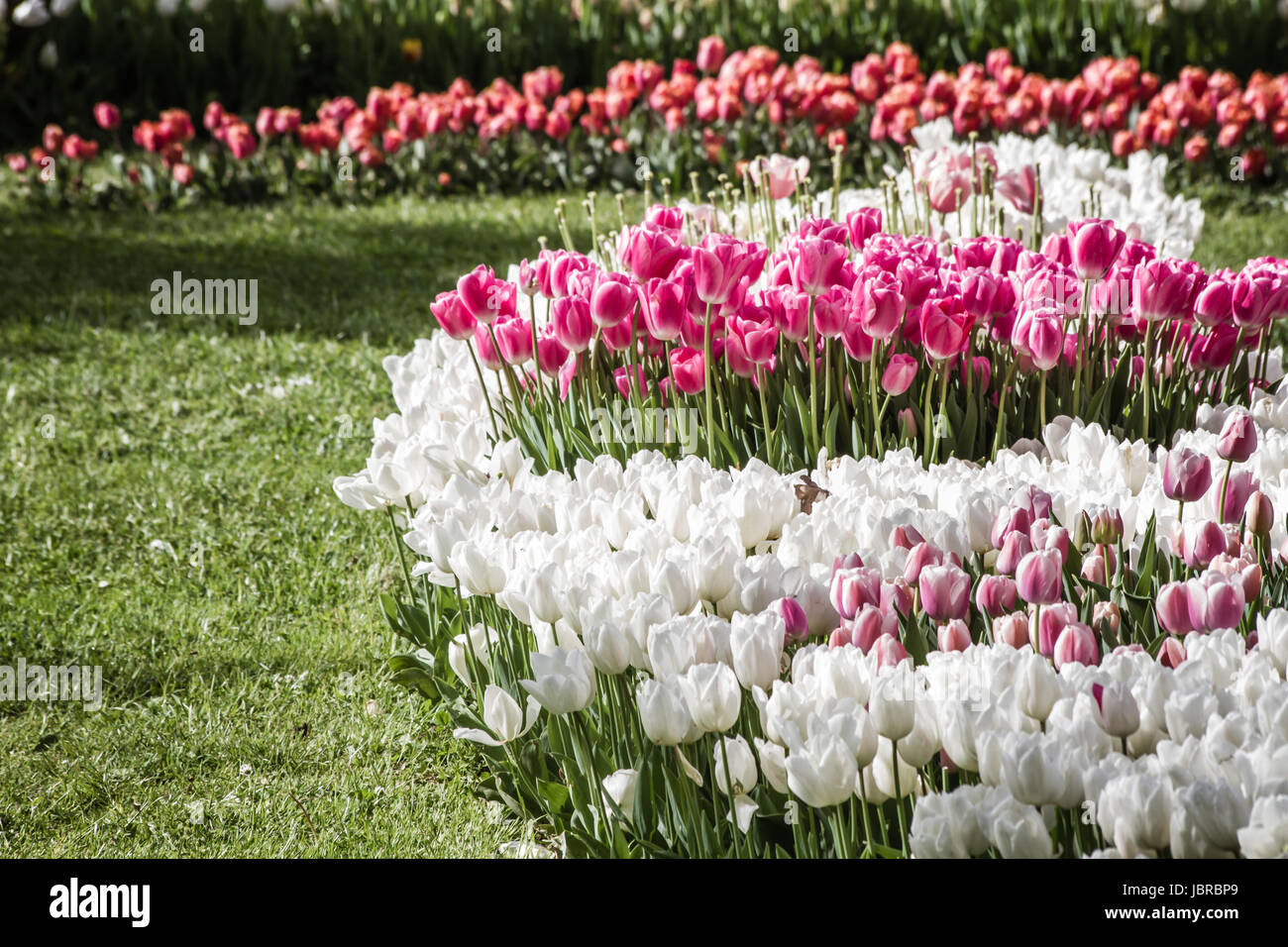 Beautiful colorful tulips at a green garden of Istanbul,Turkey at spring time Stock Photo