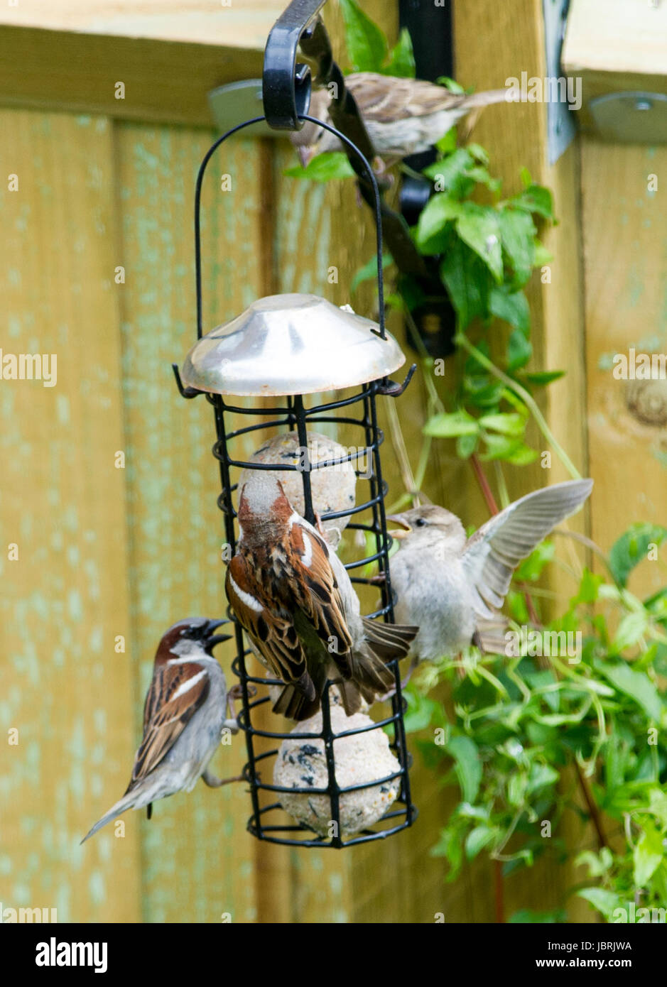 Brighton, UK. 12th June, 2017. A flock of House Sparrows feeding from a bird feeder in Brighton today during bright and breezy weather. House Sparrows have been in steady decline throughout the UK over recent years for many reasons one being the increase in predation by domestic cats Credit: Simon Dack/Alamy Live News Stock Photo