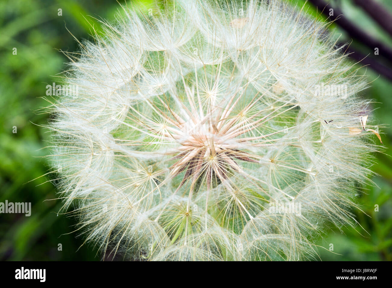 Pusteblume Nahaufnahme, Pflanze mit Samen in der Natur Stock Photo - Alamy