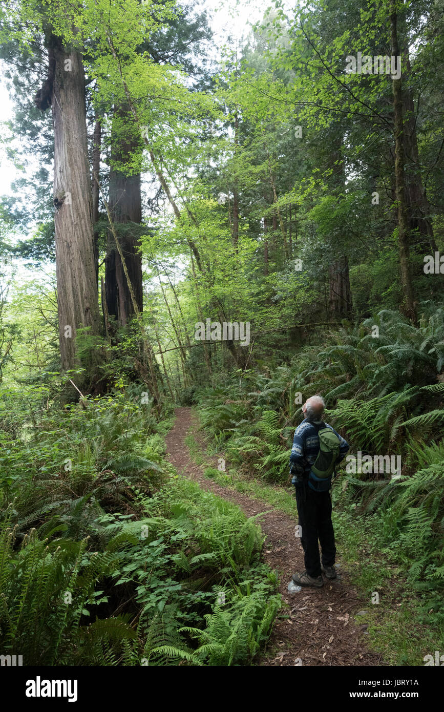 Hiker gazing up from the Redwood Creek Trail in Redwood National Park, California. Stock Photo