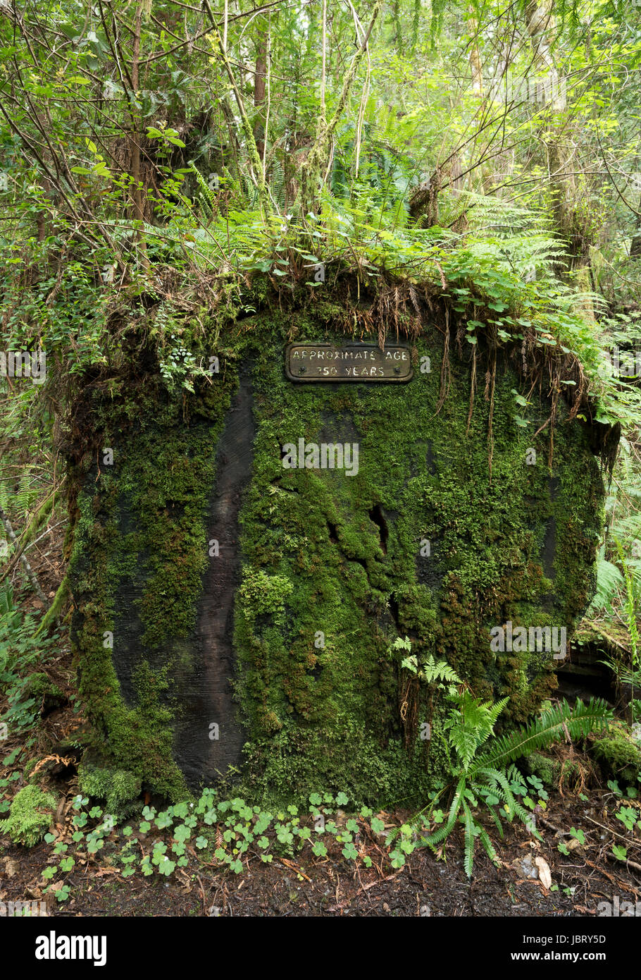 Sign showing the age of a cut log along the Redwood Creek Trail in Redwood National Park, California. Stock Photo