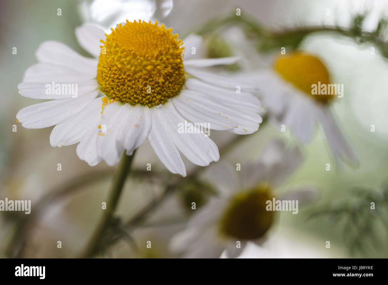 Botany compositae chamomile hi-res stock photography and images - Alamy
