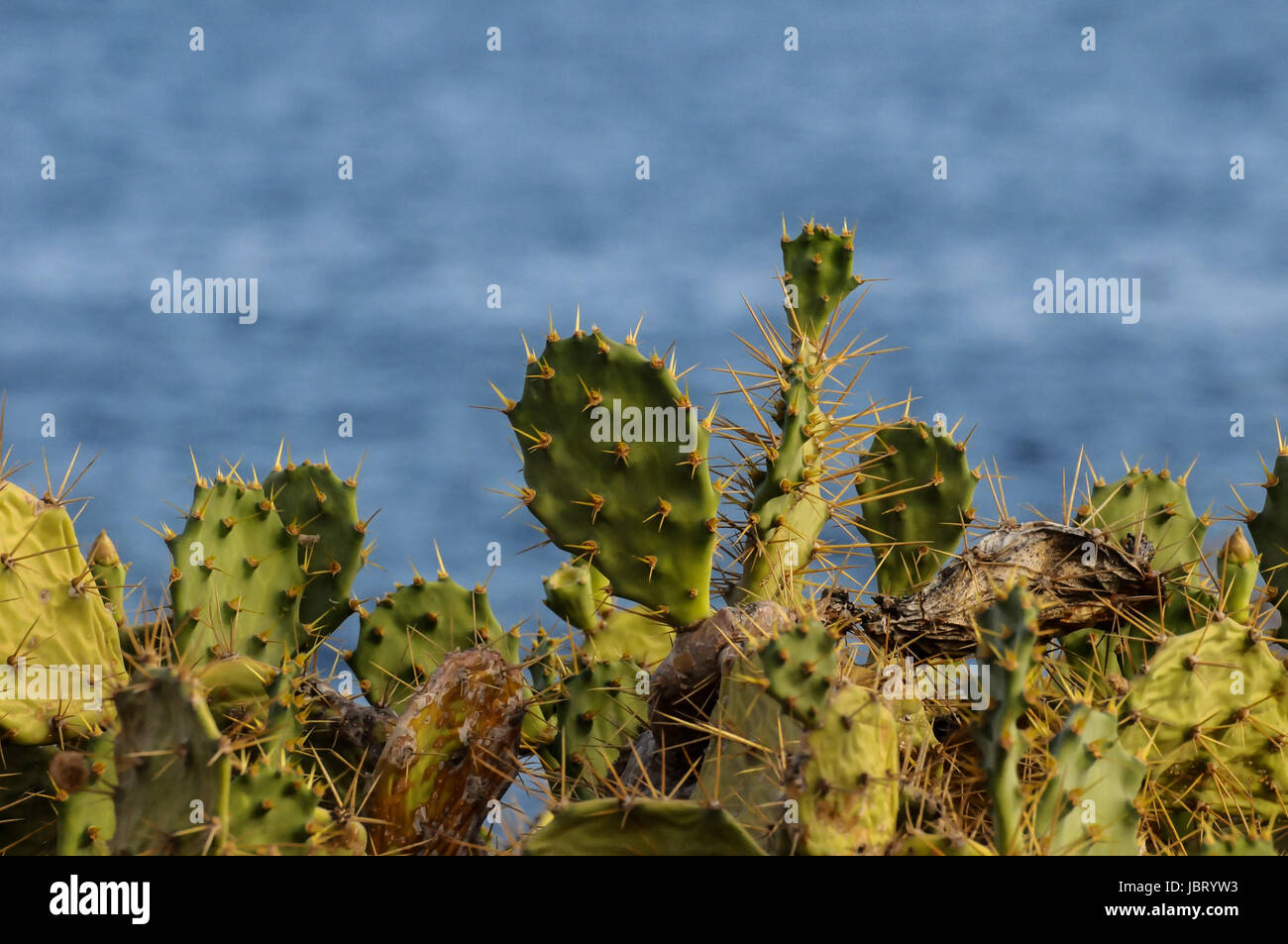 37f342ec-8f42-47f3-812a-764e62d130d1 Stock Photo