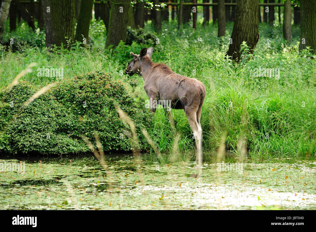 Eurasian elk (Europe) Stock Photo