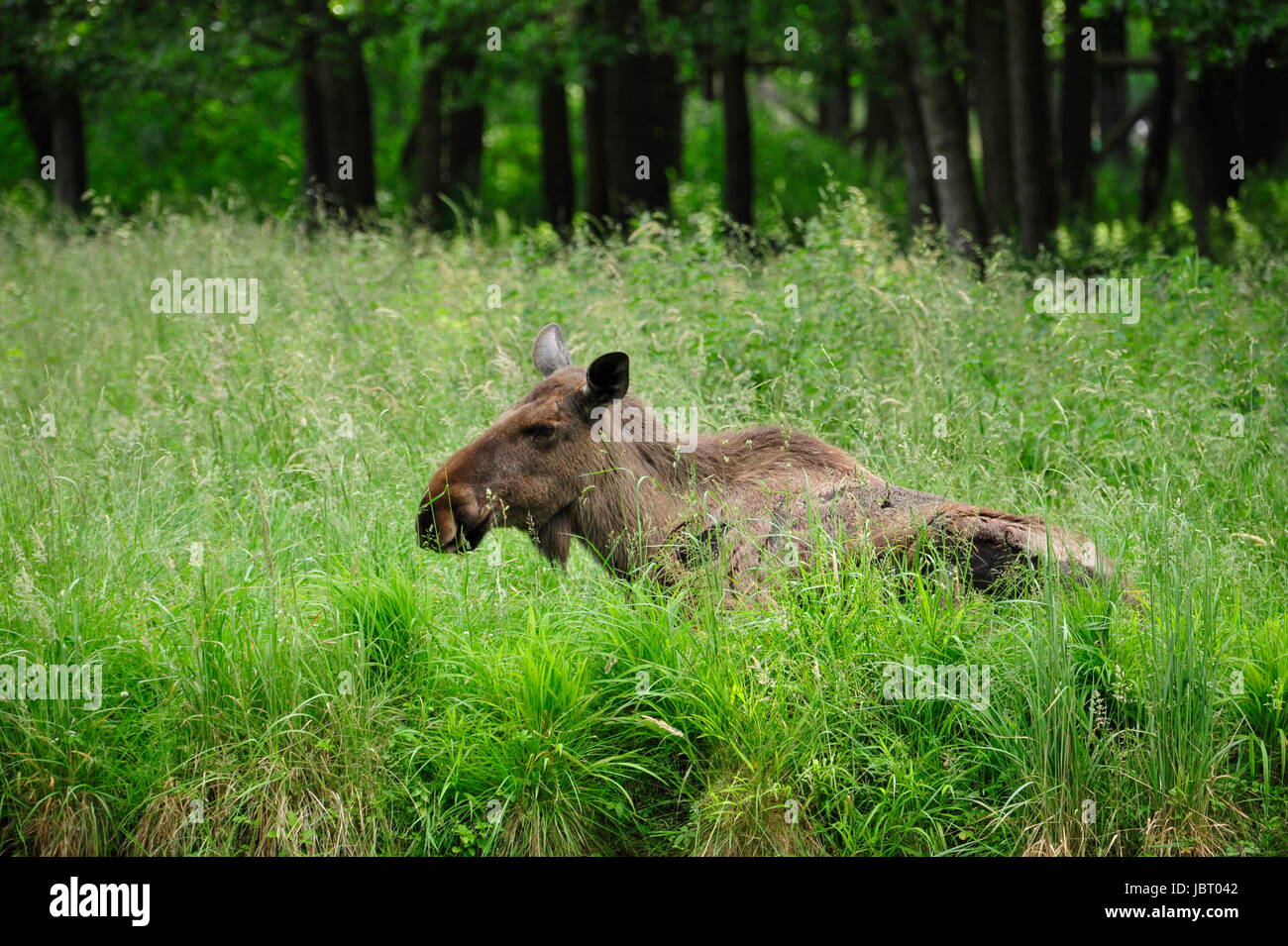 Eurasian elk (Europe) Stock Photo