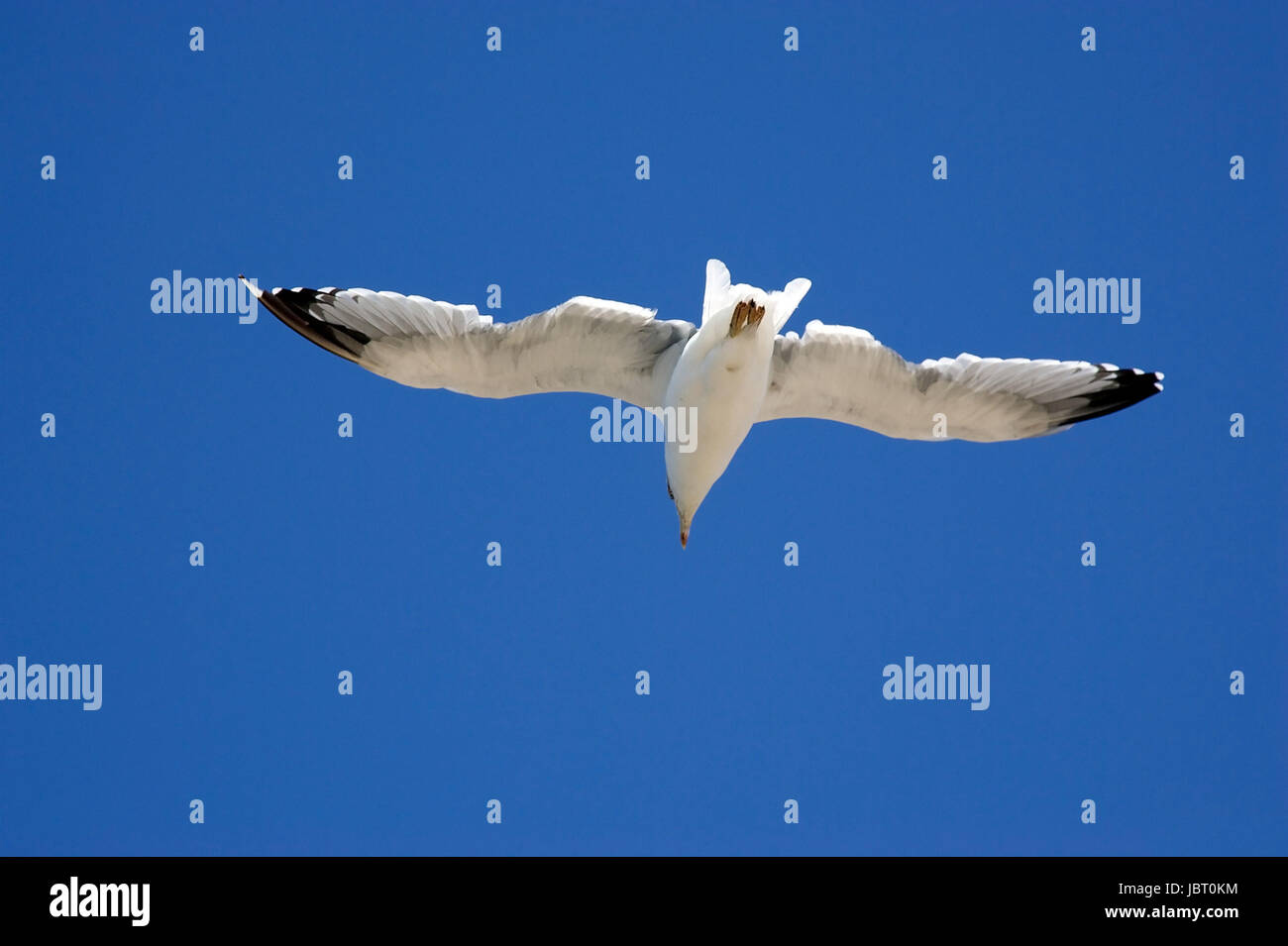 Seagull is flying in the blue sky Stock Photo - Alamy