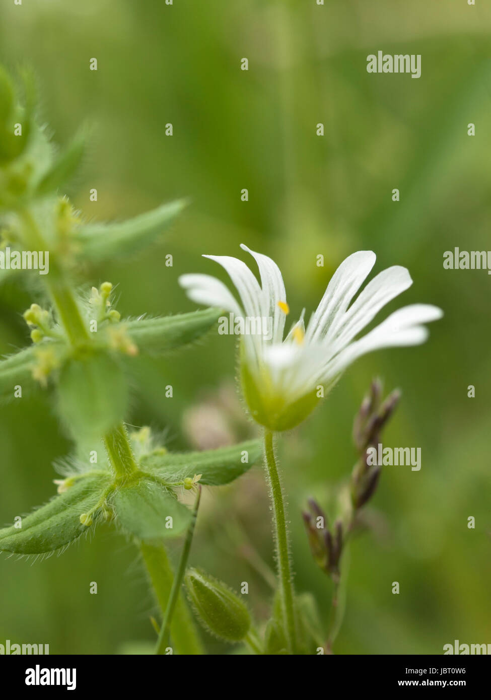 Withe Flowe Withe chickweed flower in wild nature, close up Stock Photo - Alamy