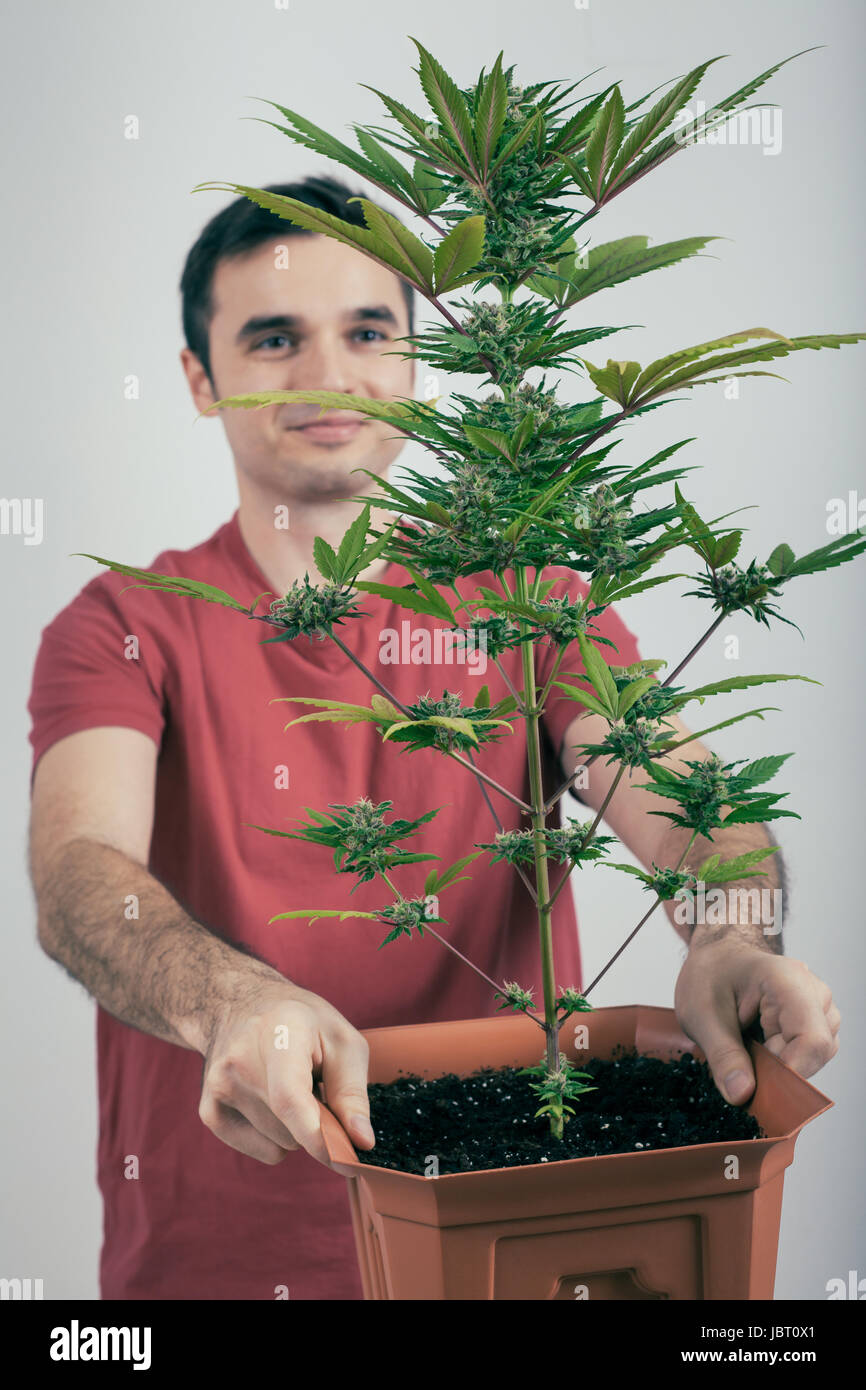 Portrait of happy man holding Cannabis plant in flowerpot. Stock Photo