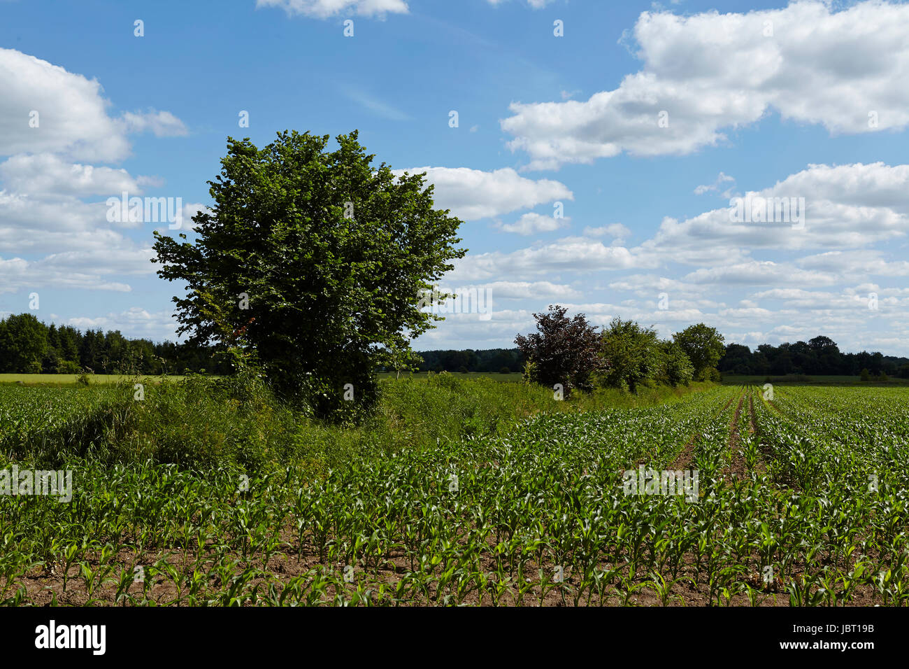 A field of young corn plants and bushes under a blue sky with white ...