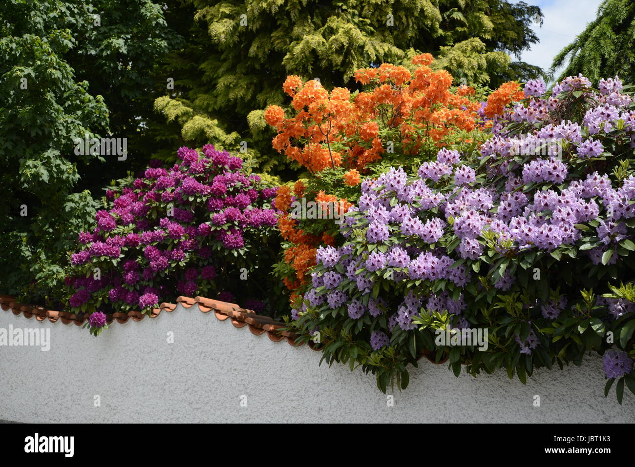 Rhododendron, Haus, blume, blumen, strauch, sträucher, mai, juni