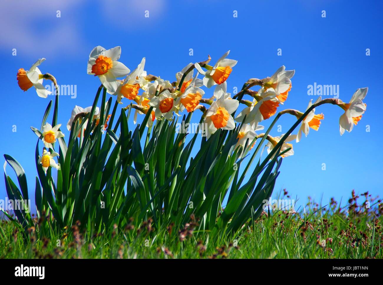 daffodils Stock Photo