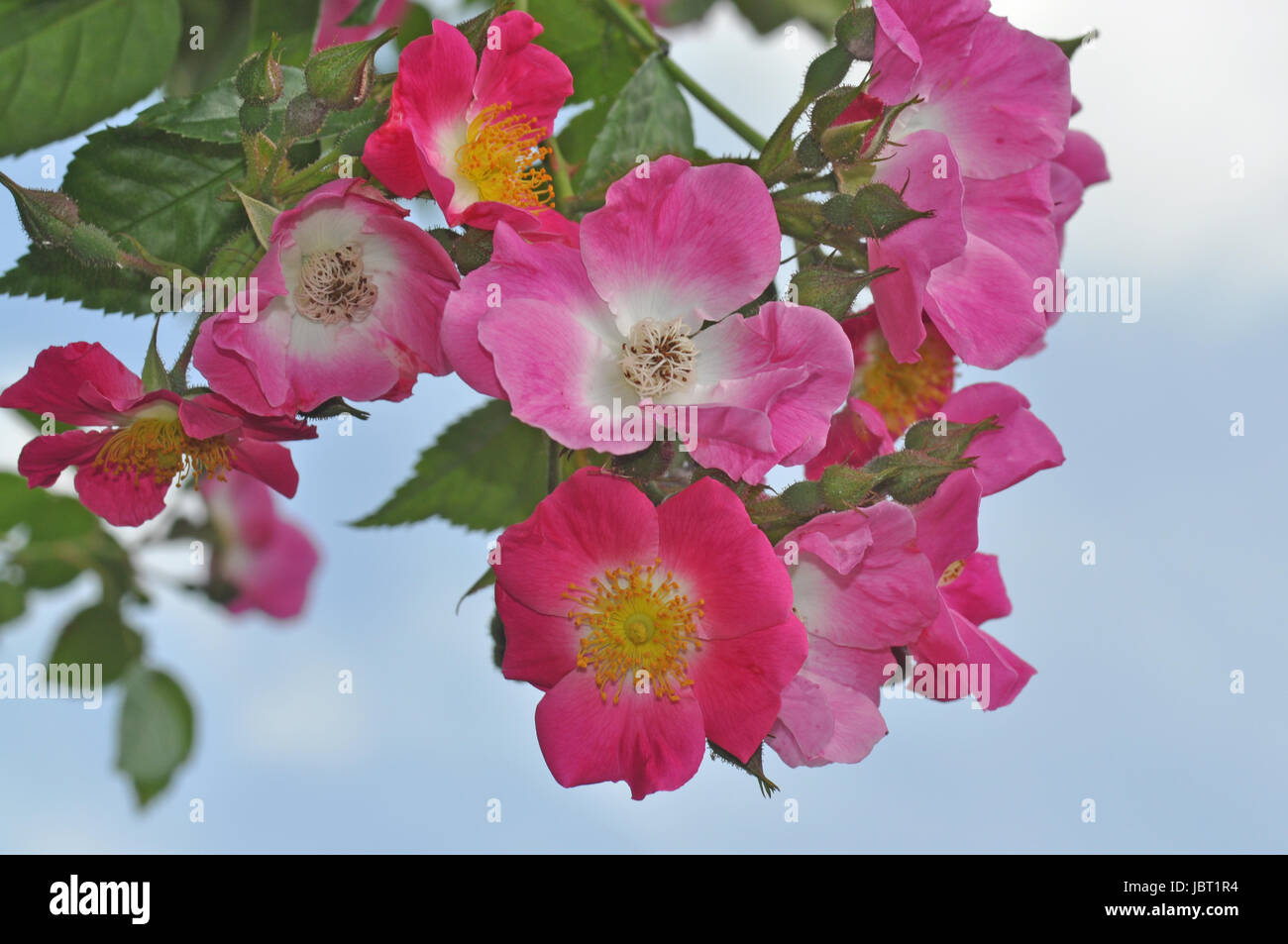 Heckenrose, rose, blume, blumen, blüte, blüten,rosa, gartenblume