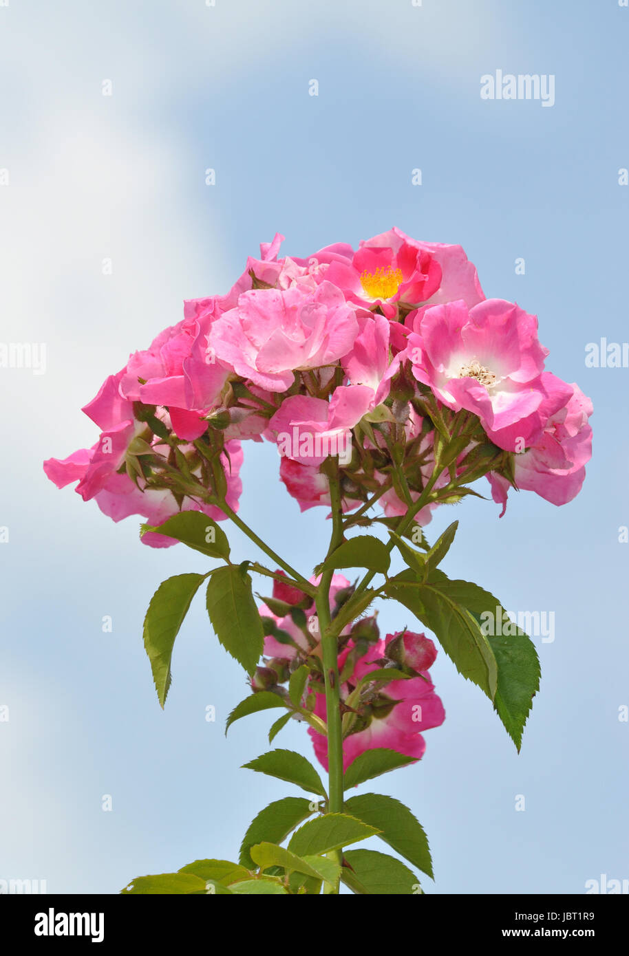 Heckenrose, rose, blume, blumen, blüte, blüten,rosa, gartenblume,  zierpflanze, natur, botanik, rosenstrauch,rosenbusch Stock Photo - Alamy