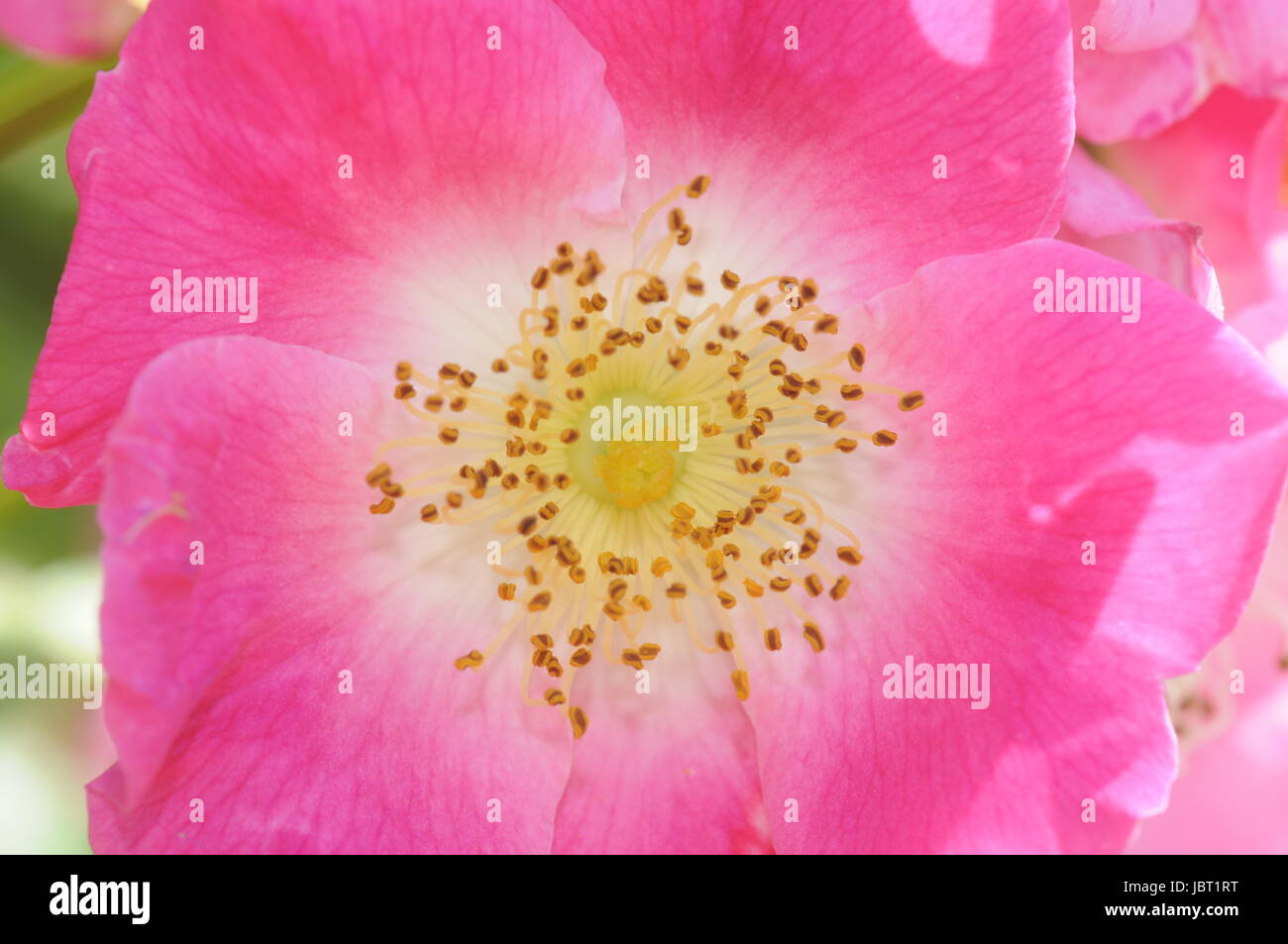 Heckenrose, rose, blume, blumen, blüte, blüten,rosa, gartenblume