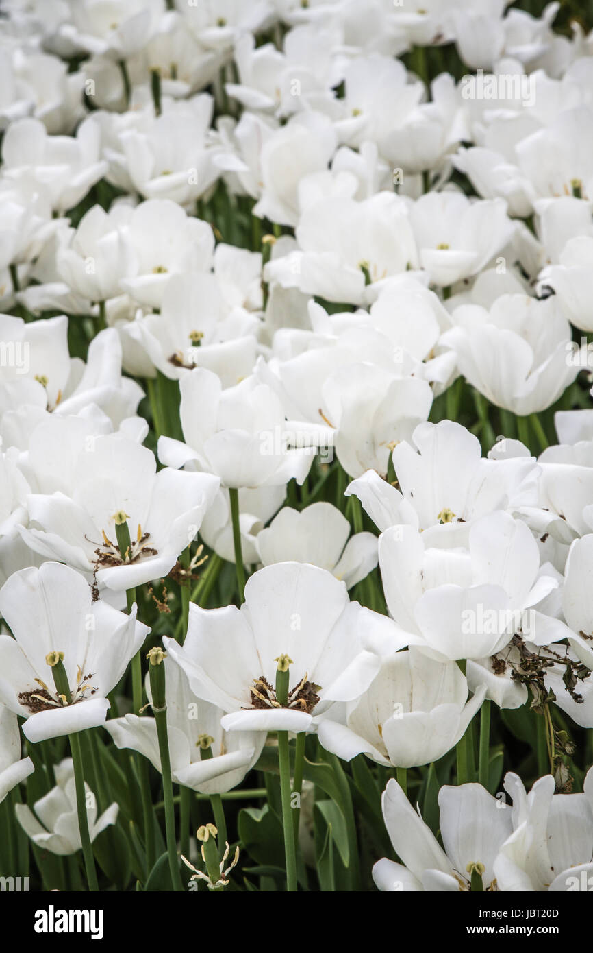 Beautiful white tulips at a green garden of Istanbul,Turkey at spring time Stock Photo