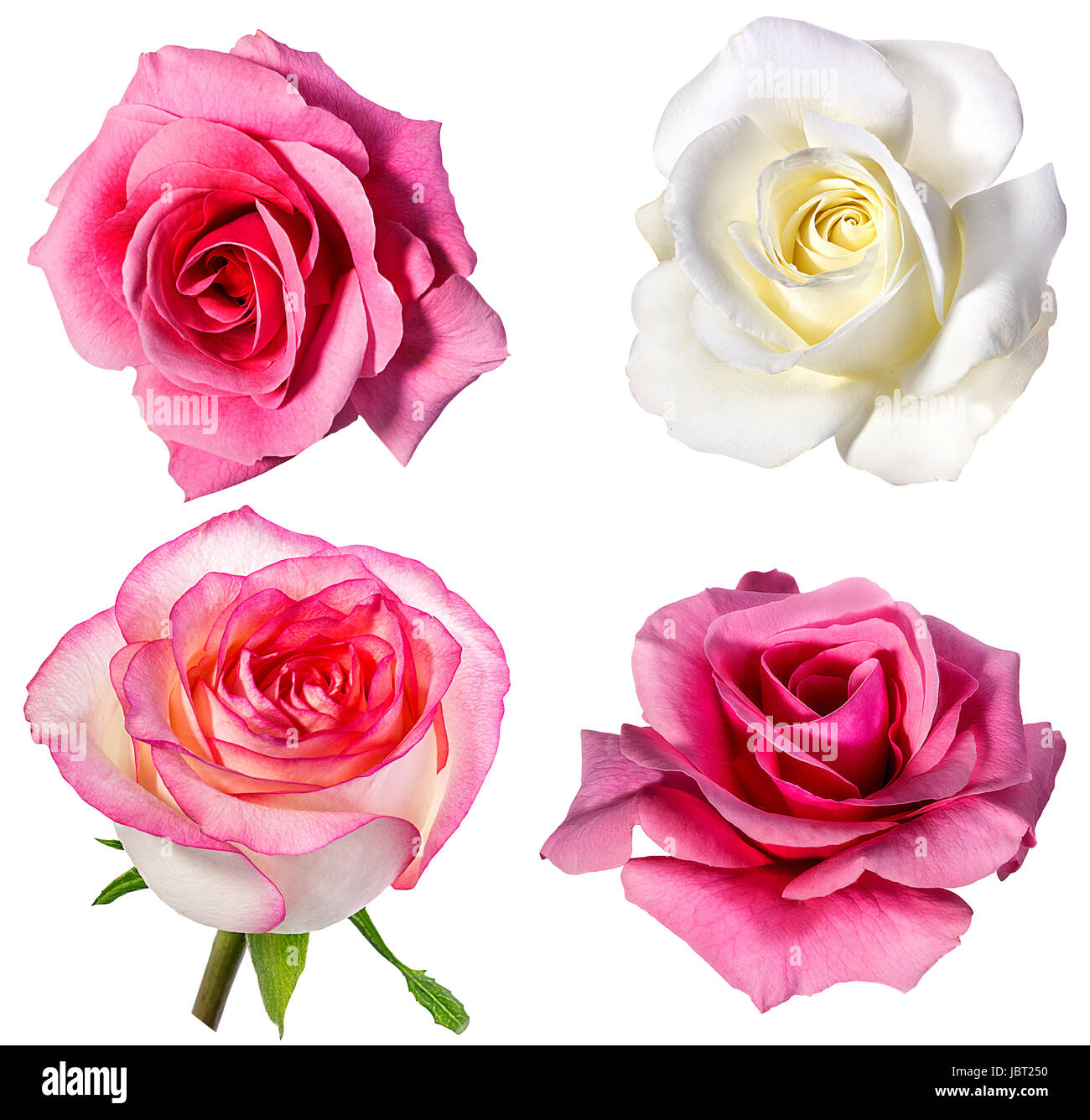 Collection of roses isolated on the white background Stock Photo - Alamy