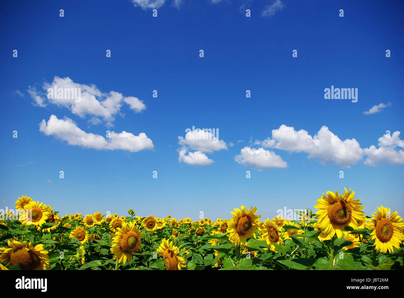 sunflower field over cloudy blue sky Stock Photo - Alamy