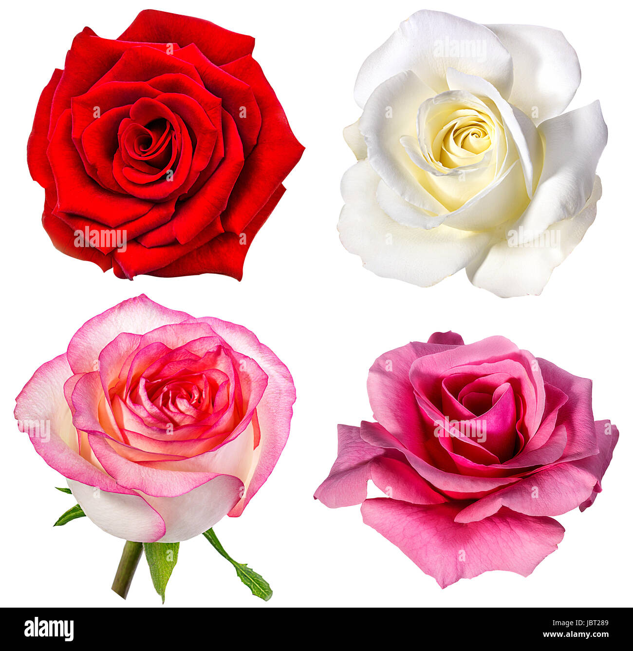 Collection of roses isolated on the white background Stock Photo - Alamy