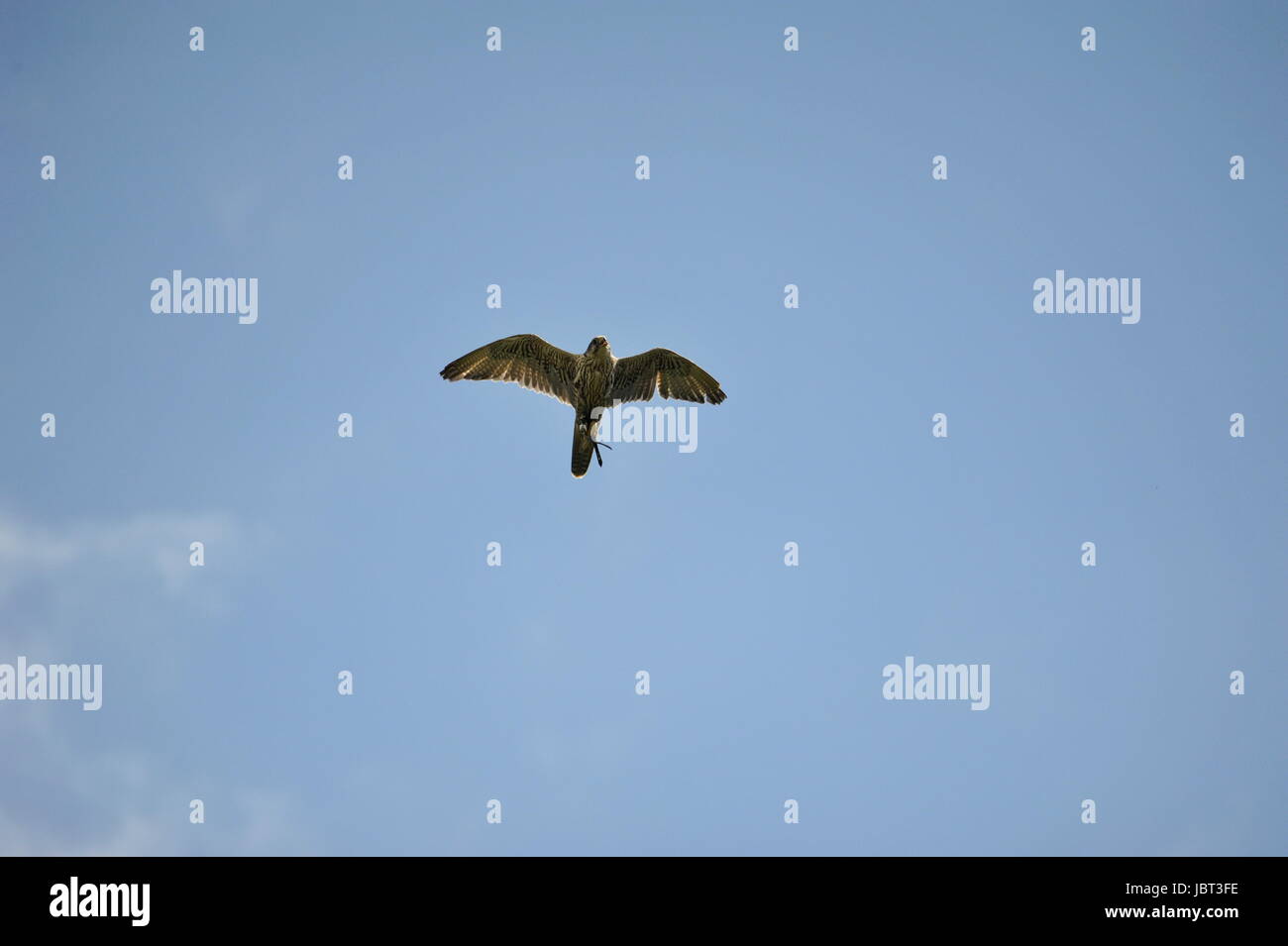 Peregrine falcon (Falco peregrinus) in fly Stock Photo