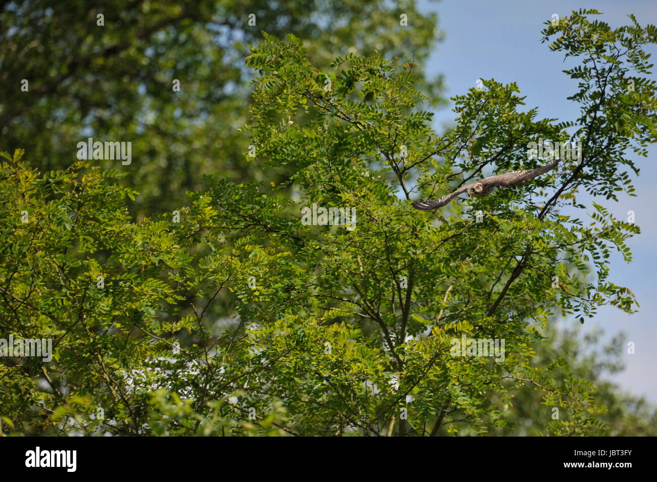 Peregrine falcon (Falco peregrinus) in fly Stock Photo