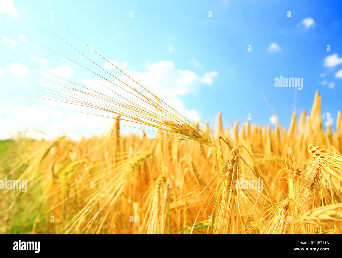 Golden wheat ears on bright sunny background Stock Photo - Alamy