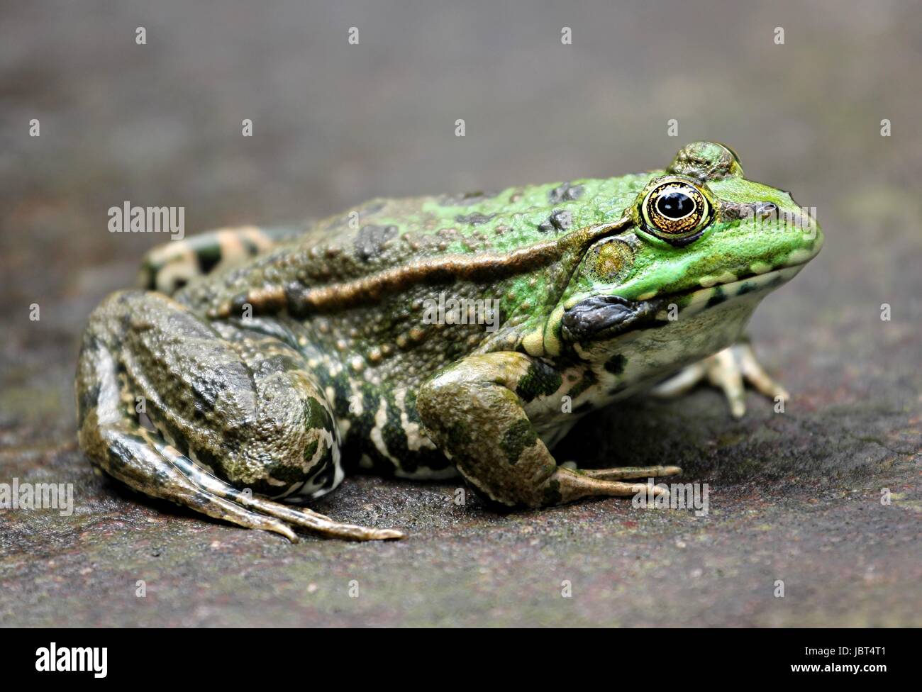 Froschhaut hires stock photography and images Alamy