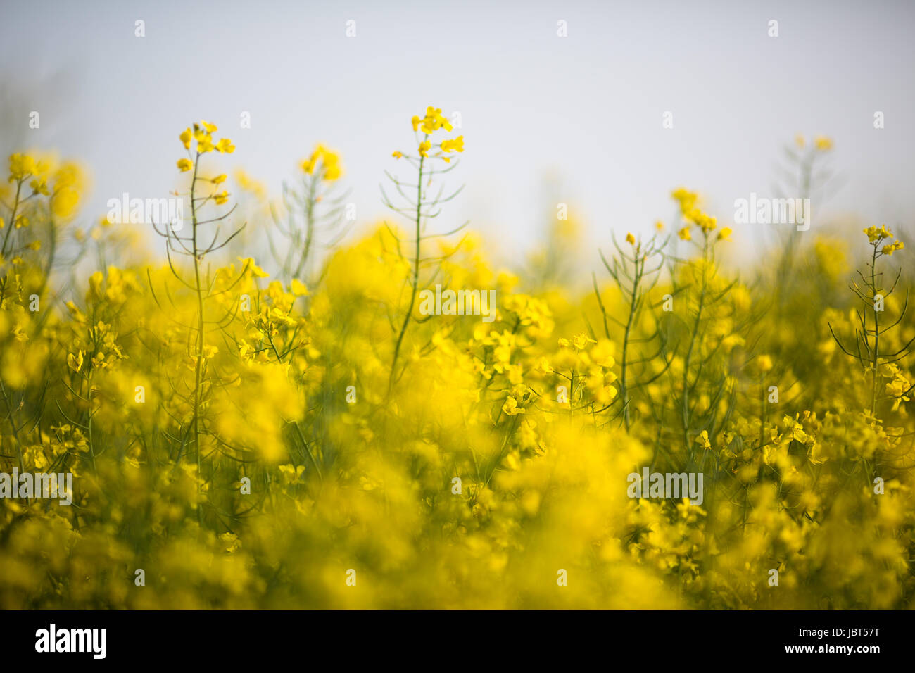 Colza (Brassica rapa) Stock Photo