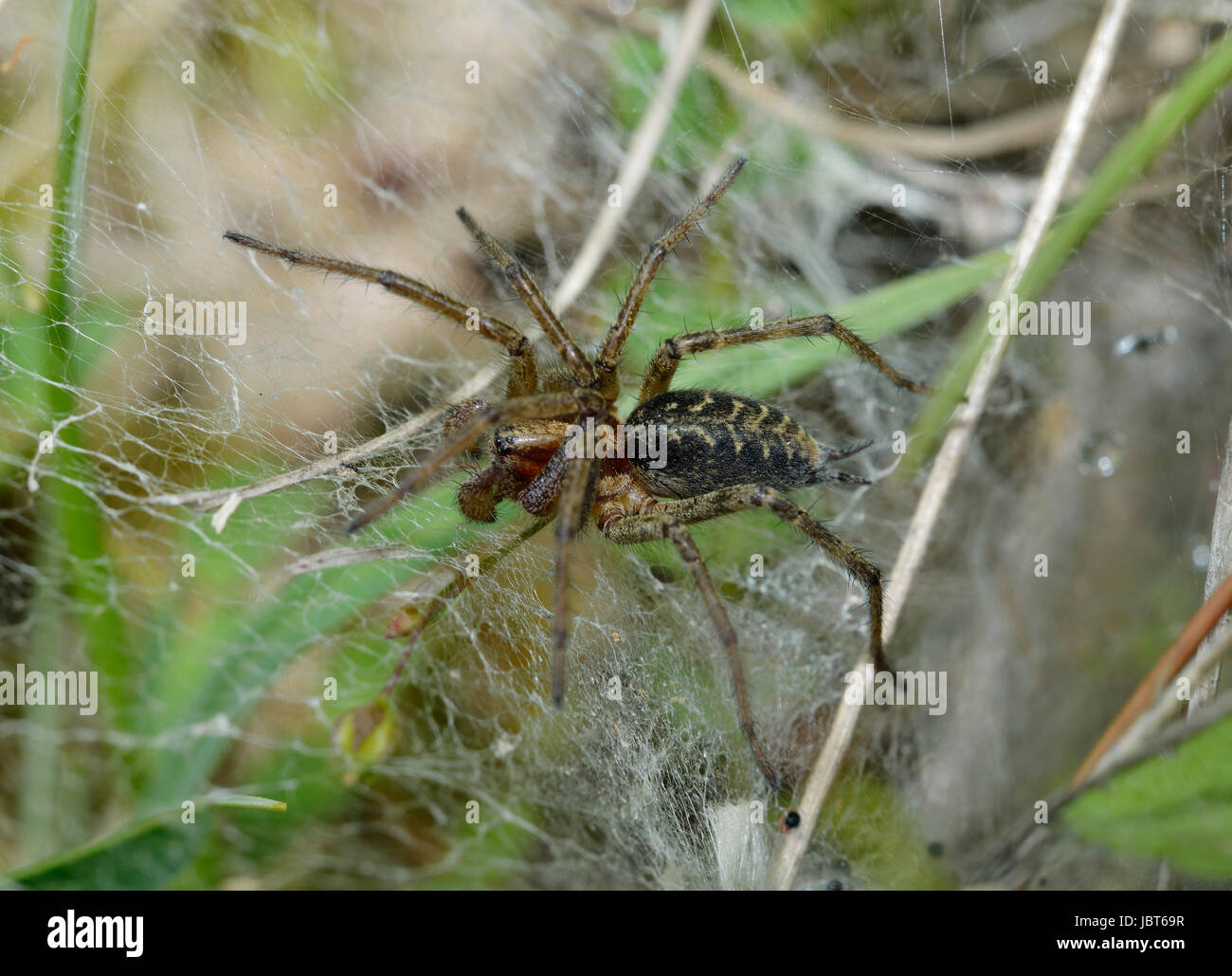 Labyrinth Spider - Agalena labrynthica Stock Photo