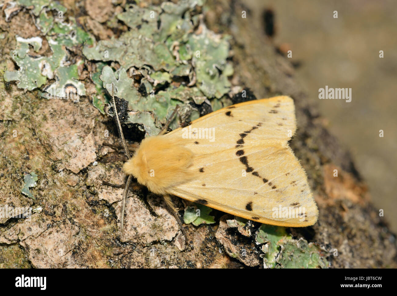 Buff Ermine Moth - Spilosoma luteum Stock Photo