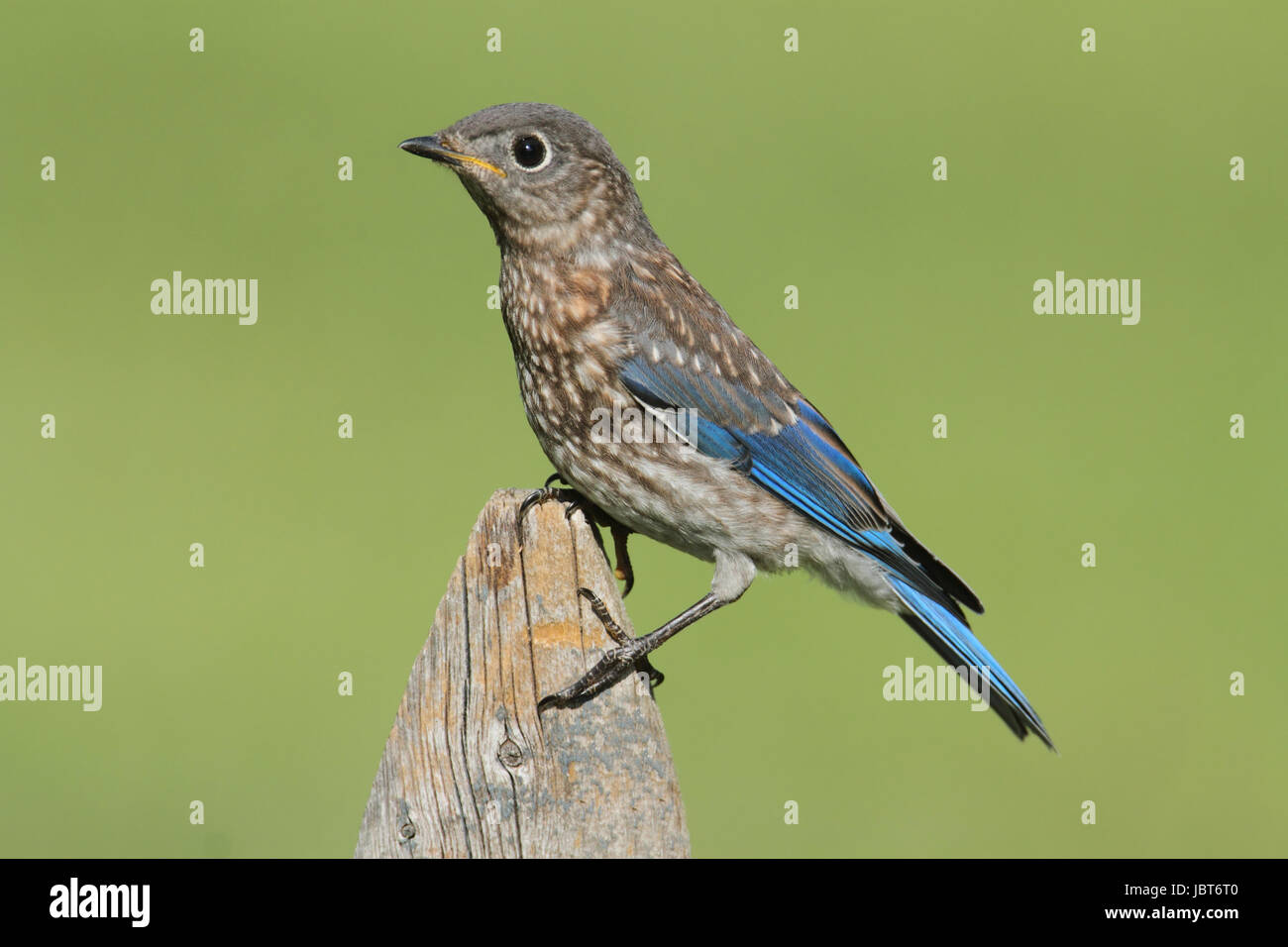 Baby Eastern Bluebird (Sialia sialis) on a fene Stock Photo - Alamy
