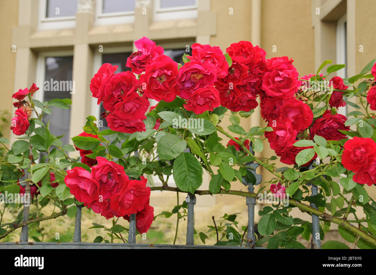 Lenz rose hires stock photography and images Alamy