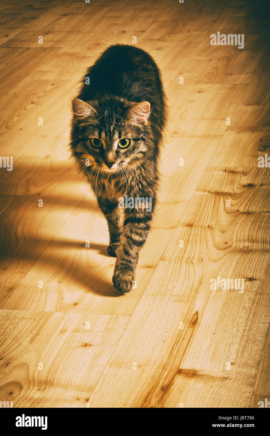 domestic cat walking  indoor Stock Photo