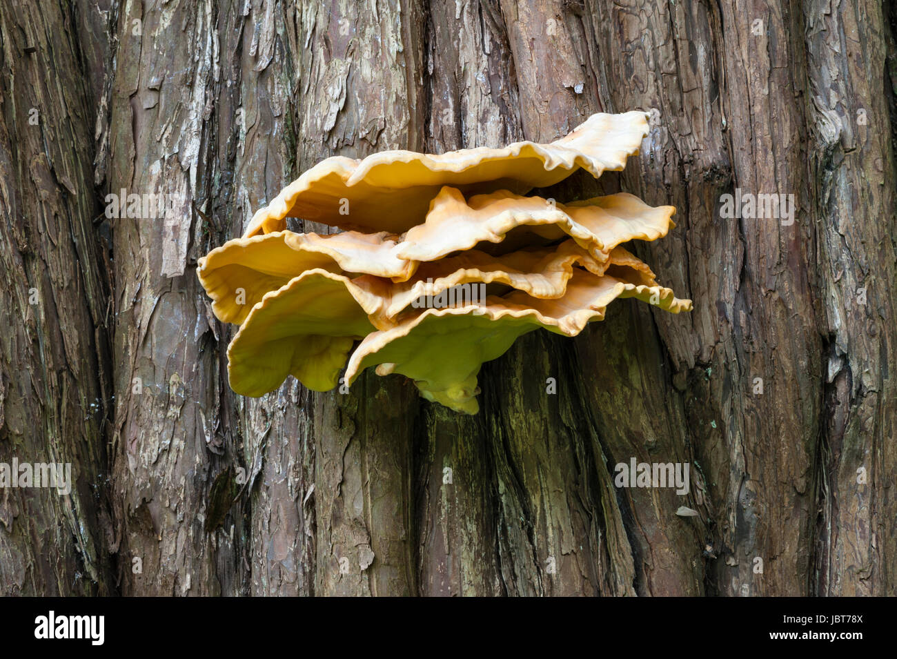 Yellow bracket fungus or shelf fungus growing on a cedar tree, Wales