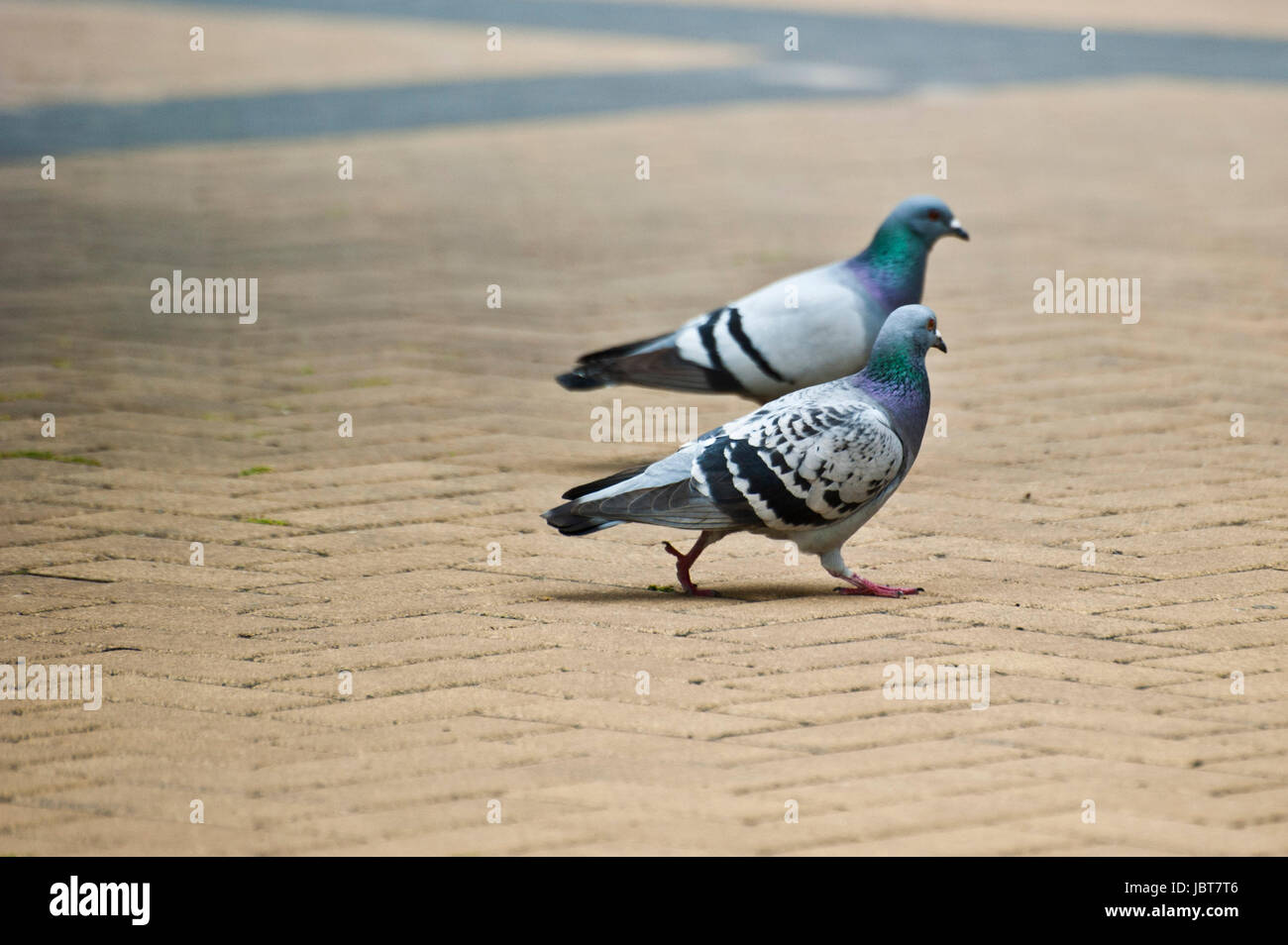 two Feral pigeons walking Stock Photo
