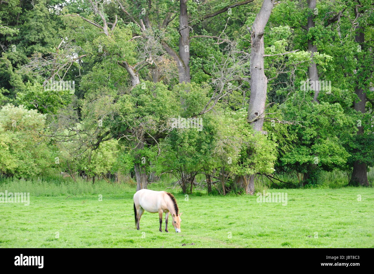 The Przewalski's horse Stock Photo