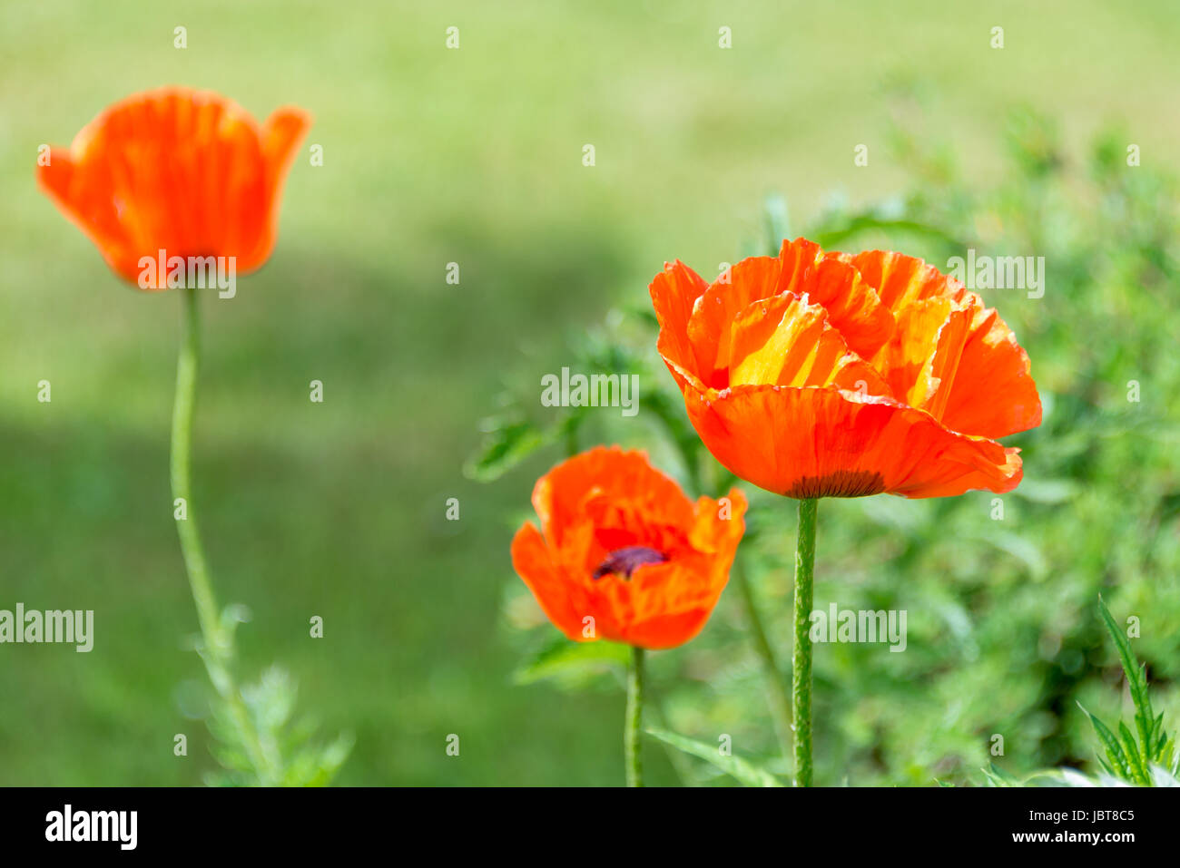 Red poppies flowers close up, green nature background Stock Photo