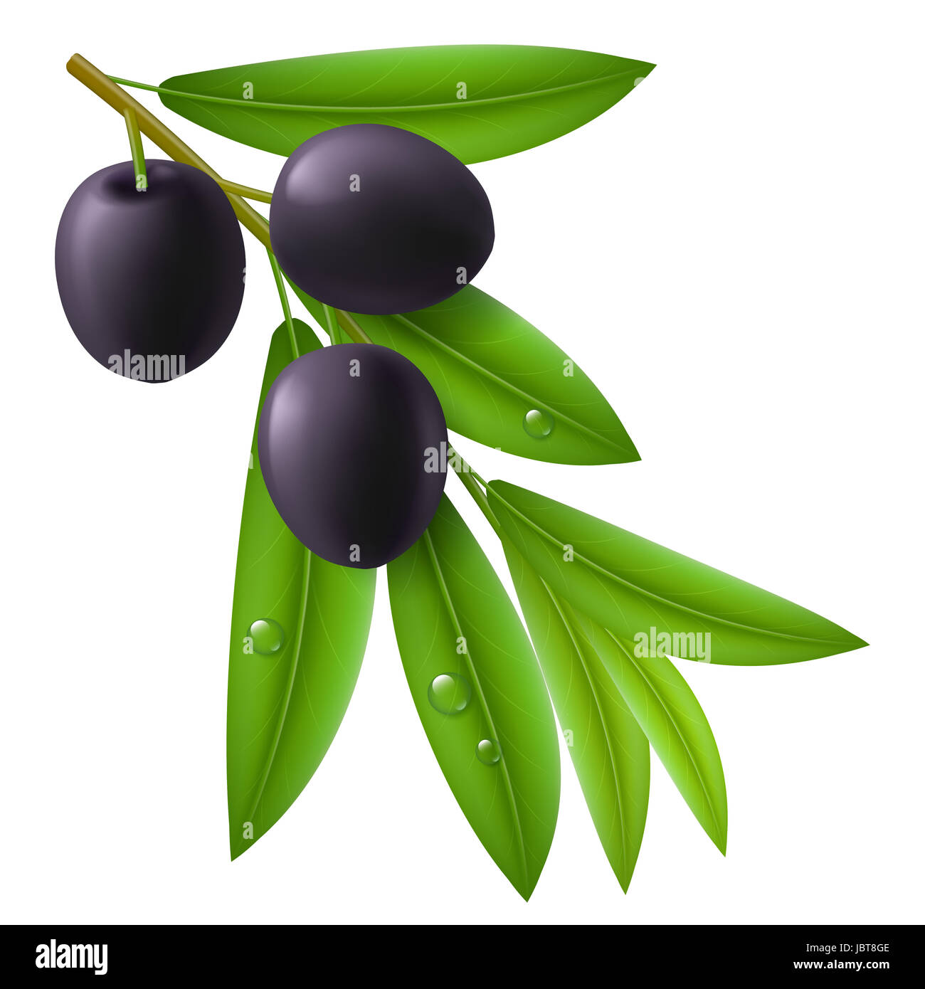Branch of olive tree with ripe black olives and green leaves with drops ...