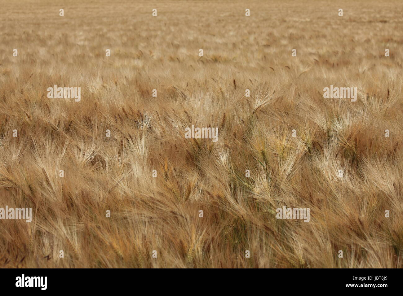 field grain field Stock Photo
