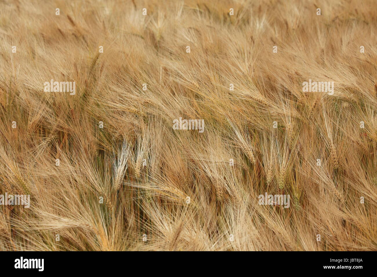 barley Stock Photo