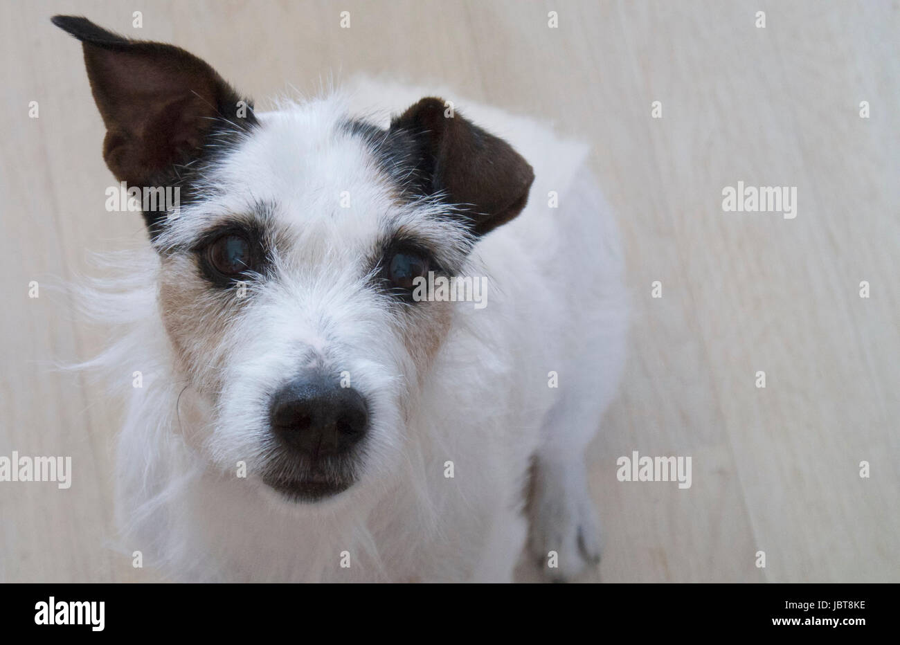 Parson Jack Russell Terrier Stock Photo