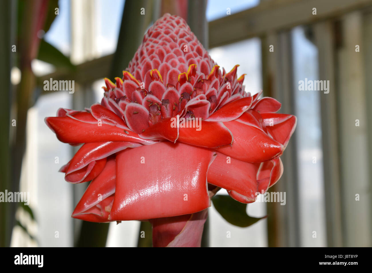 Red Torch Ginger Stock Photo Alamy