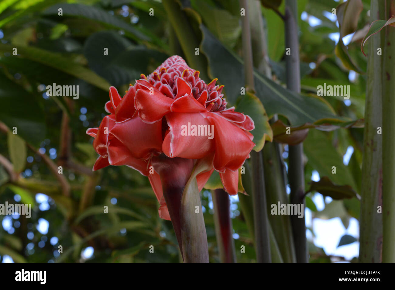 Red Torch Ginger Stock Photo Alamy