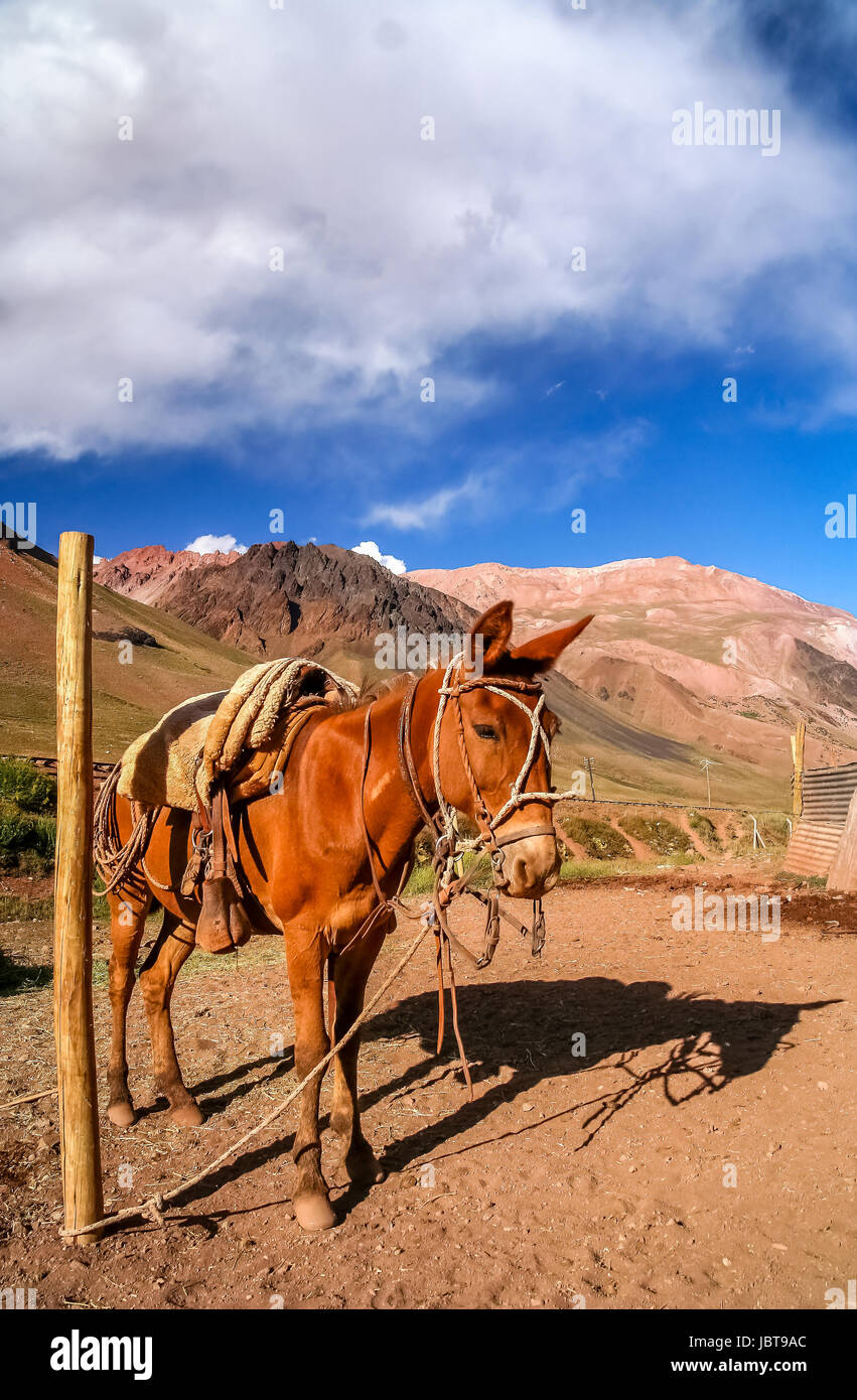 Head of a gaucho horse in front of the provisional stable in the argentinian Andes Stock Photo
