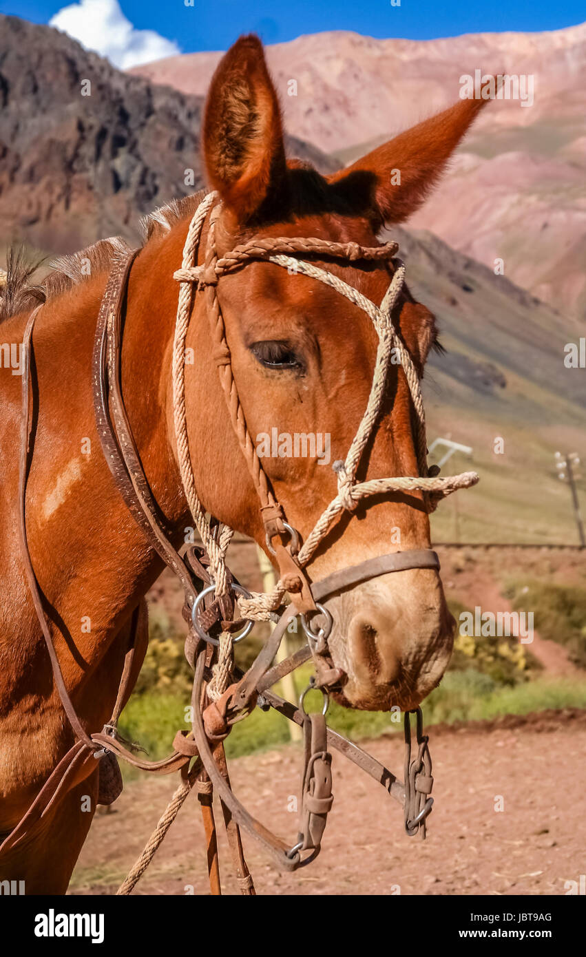 Head of a gaucho horse in front of the provisional stable in the argentinian Andes Stock Photo