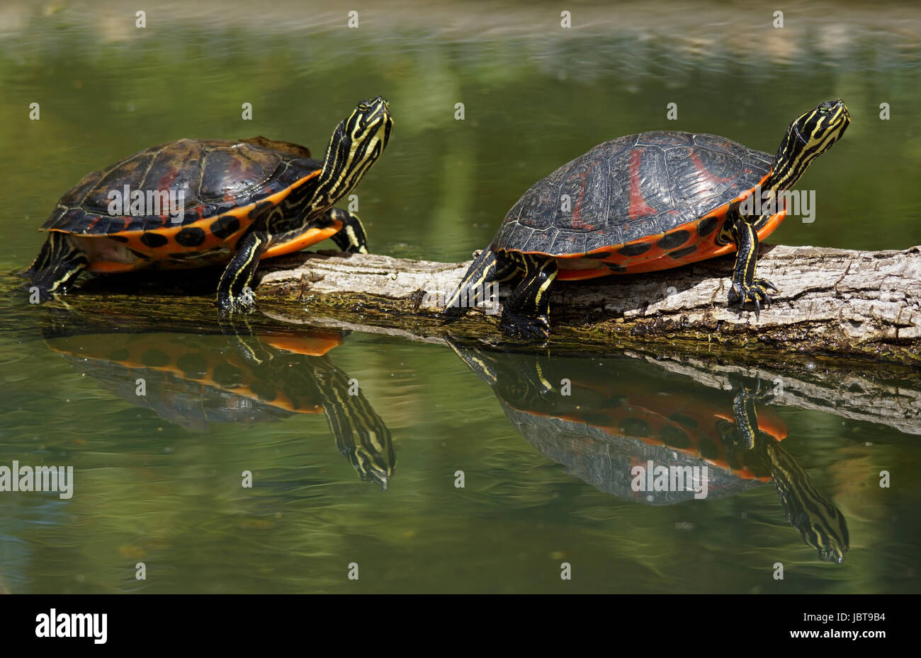 florida red-bellied cooter - [pseudemys nelsoni] Stock Photo