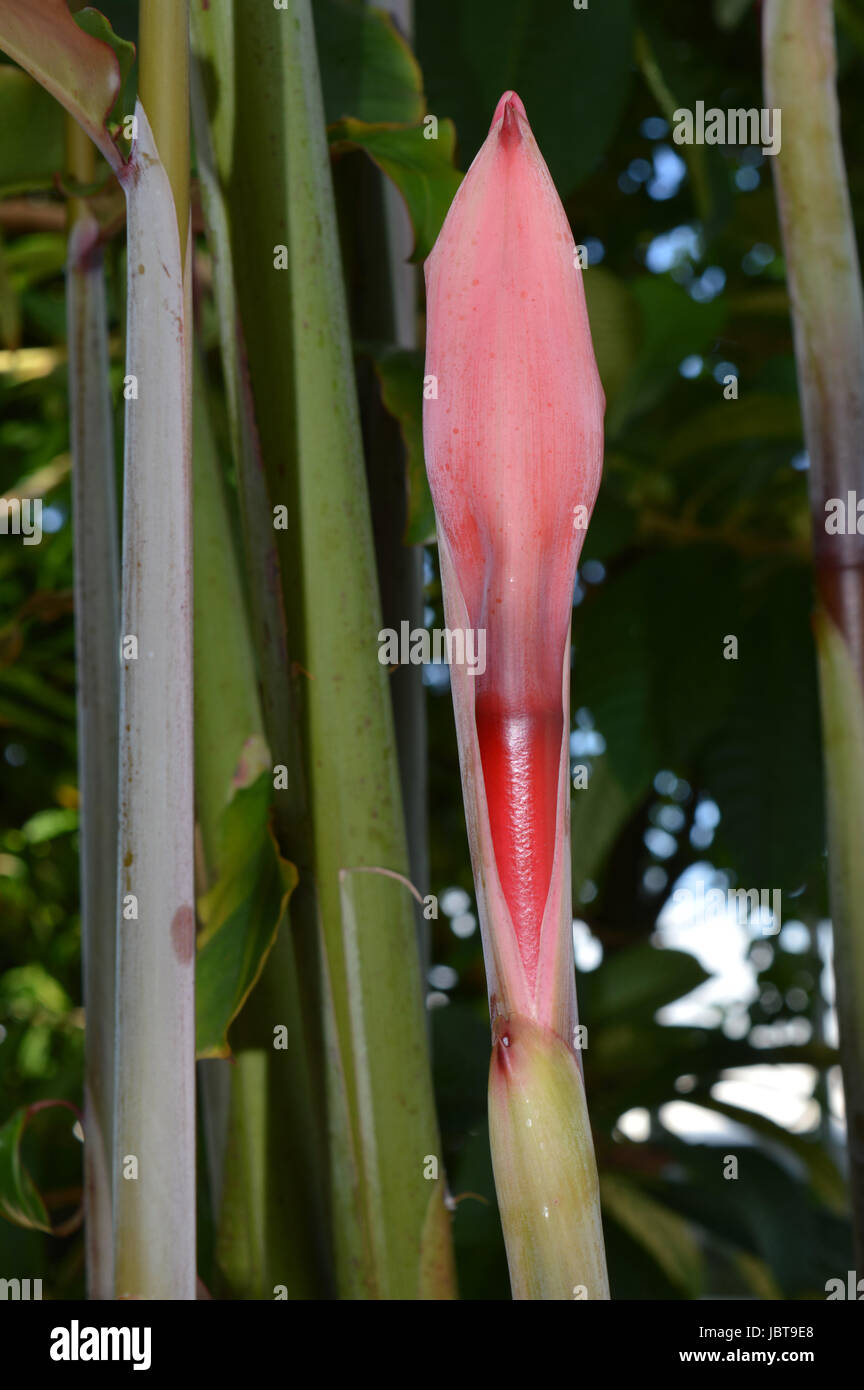 Red Torch Ginger Stock Photo Alamy