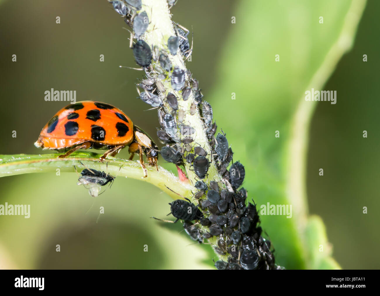 Biological pest control ladybug eating lice Stock Photo Alamy