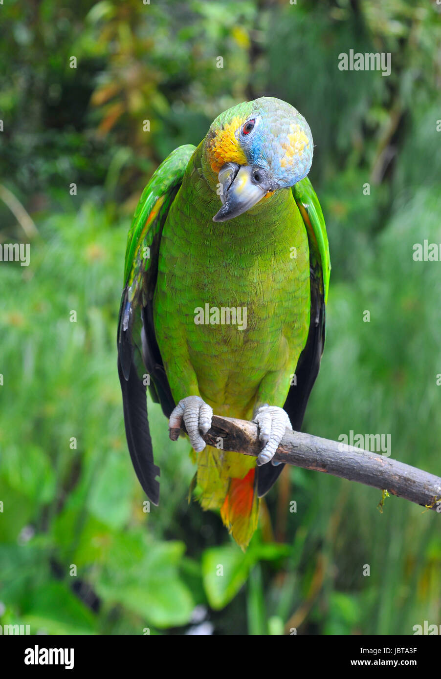 Parrot in the rainforest perching on a branch. The Festive Amazon (Amazona festiva), also known as the Festive Parrot, is a species of parrot in the Psittacidae family. It is found in Brazil, Colombia, Ecuador, Guyana, Peru, and Venezuela. Stock Photo
