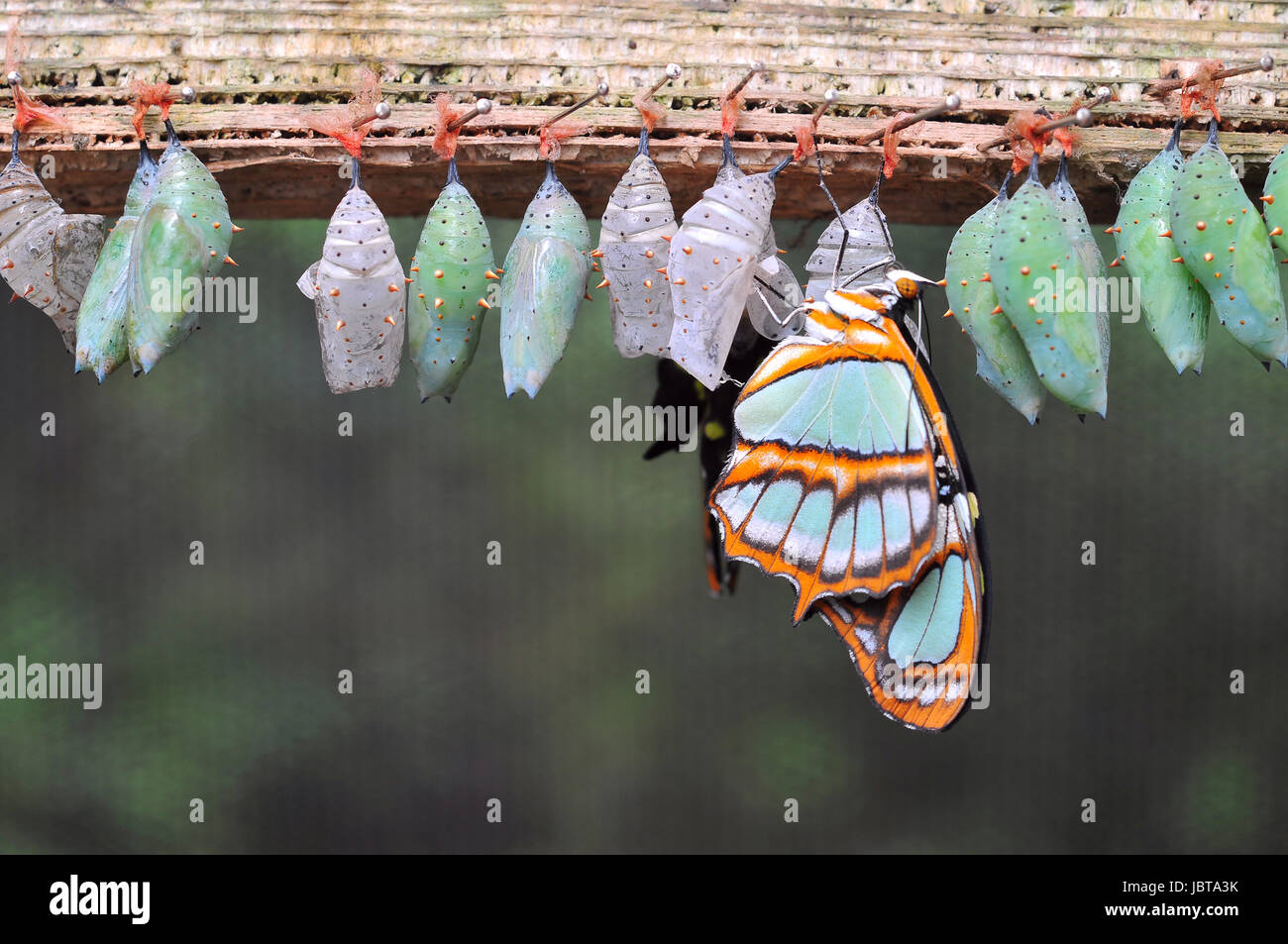 Rows of butterfly cocoons and newly hatched butterfly. Stock Photo
